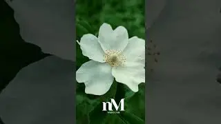 Молитва за перемогу над ворогом 