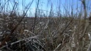 Restoring the Prairies