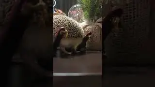 Милый ушастый ёжик