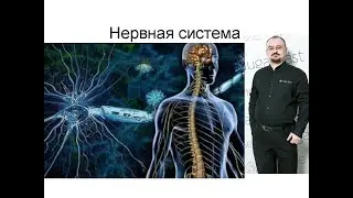 Нервная система человека