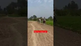 horse video | horse riding | horses status | short video | youtube shorts | horses videos 