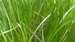 grass germination