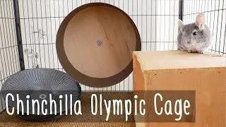 The Chinchilla Olympic Cage Tour!