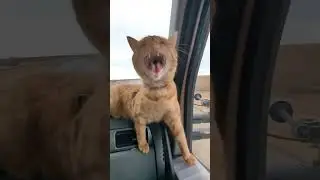 Вот такие водители в тренде. #милота #cat #котики #funny #коты #cute #котята #catlover #pets #kitten