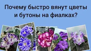 Почему быстро вянут цветы и бутоны на фиалках?