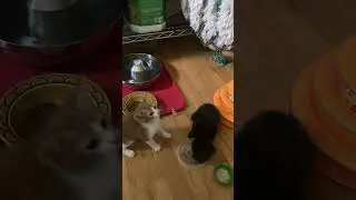 Kittens’ first Cat Dancer toy