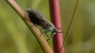 обыкновенная дождевка Haematopota pluvialis