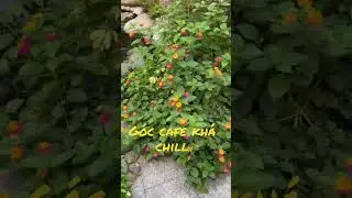 Góc cafe rất đẹp và mát mẻ 