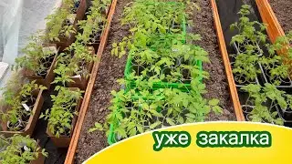 Вынесла индетерминантные томаты в теплицу уже надолго / Крот поймался сам