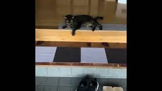 Feeding the cats