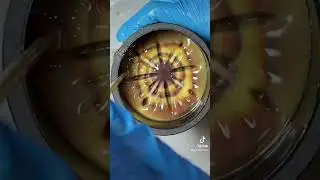 Flower disc. Colorants are Alkanet, madder, and rhubarb. Pull through kaleidoscope soap making