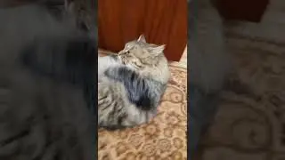#кот