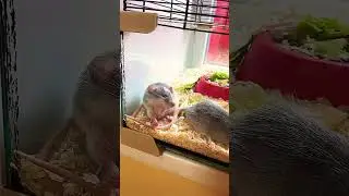 Странные жители кото кафе ?! Что они там делают ?! #котокафе #скутерартур #пушистики #shorts #mouse