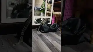 Обезьяна Игрунка
