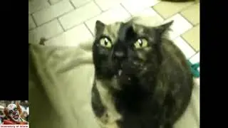 Очень страшный кот из ада. Адский котэ издаёт зловещие звуки.