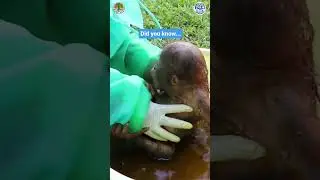 Didik The Baby Orangutan During Rehabilitation