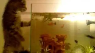 Kitten & aquarium