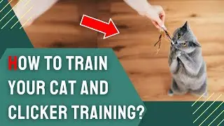 How to Train Your Cat and Clicker Training for Cats?
