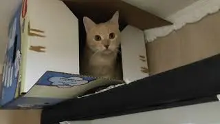 Кот нашел новую коробку