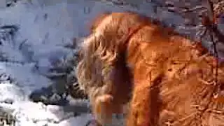 film o rudym psie