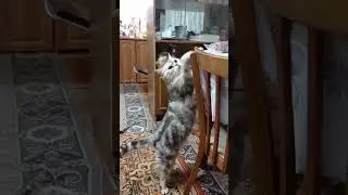 воришка