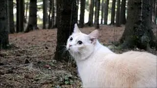 We have a walk in the forest.