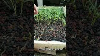 Proses Pindah Tanam ke Modul Pembesaran #shorts #hidroponik
