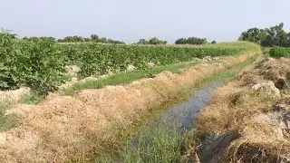 Subah ke time kheton Ki Sair | Punjab ki khubsurat Khet |Punjab field and beautiful sense