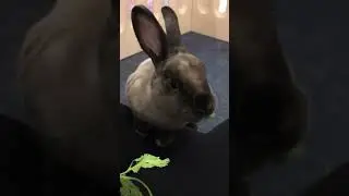 Cashmere climbing for crispy, crunchy cilantro!!