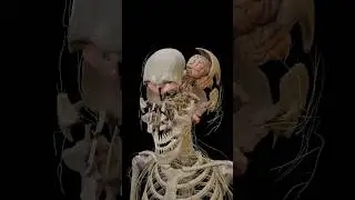Skull and Brain Anatomy 3D visualization from VOKA Anatomy Pro