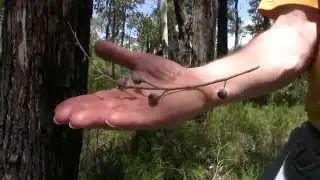 Differences between Marri (Red Gum) and Jarrah Trees