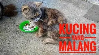 Kucing yang hilang kemudian pulang dengan keadaan mengenaskan kurus bulu rontok dan kaki pincang 😢