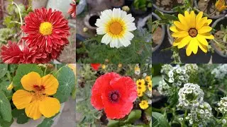 Winter flowering plants | winter season flowering plants