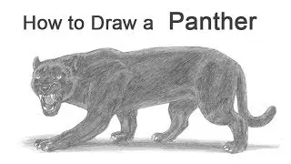 How to Draw a Black Panther