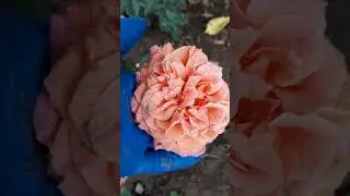 Роза Куперлайт.