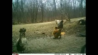 Trail Cam BackYard Pond February 16, 2023 