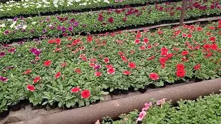 REVIEW OF BUSH PETUNIAS MAY 3.