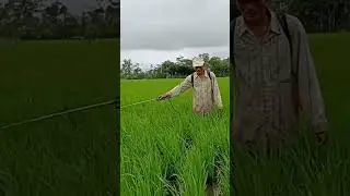 CONTOH STIK SPRAYER KURANG KUAT SEMBURANYA 