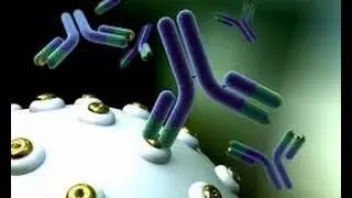 Immune System part 2 adaptive immunity