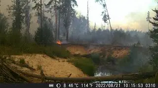 Лесной пожар попал в кадр🔥. РЫСЬ у реки. ЛОСИ и зимние пейзажи. ФОТОЛОВУШКИ - окончание 2-ого сезона
