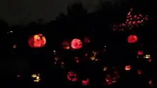 4K UHD OLED Display - Black Levels Video Test - Halloween Pumpkins