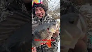 Самый большой окунь! Водлозеро Куганаволок 21.04.24