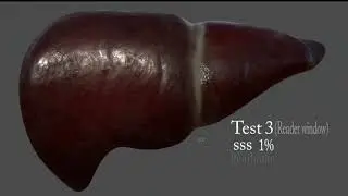 3D liver subsurface scattering texture lighting test : Substance painter 2019 art