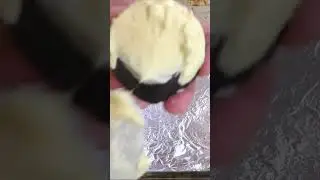 Бюджетная шапка для запекания роллов дома