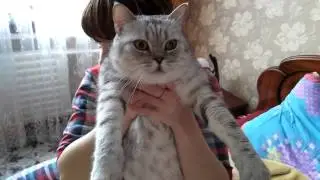 Шотландский  кот- 2 года! г. Кинешма.Сын нашей кошки