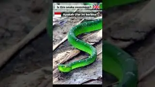 Is this green snake venomous? #shorts