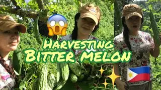 HARVESTING THE ORGANIC BITTER MELON | COUNTRYSIDE OF THE PHILIPPINES🇵🇭 #amazing#satisfying#trending