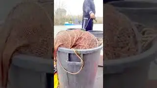 cs pesca - calipso