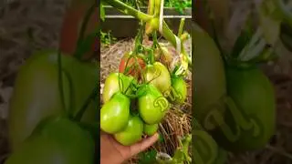 СУПЕР урожайный томат сливка Бендрика!