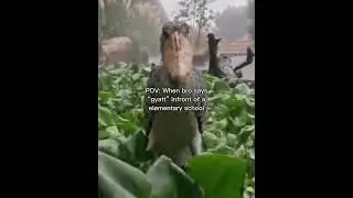 bird meme ( sorry haven’t been posting)
